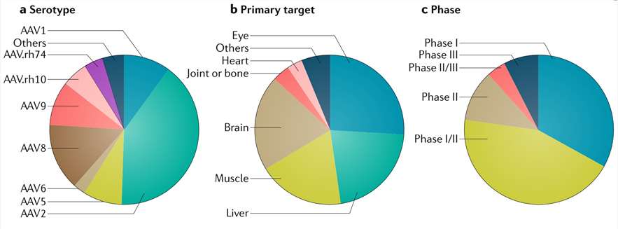 Development of Adeno-Associated Virus Vectors