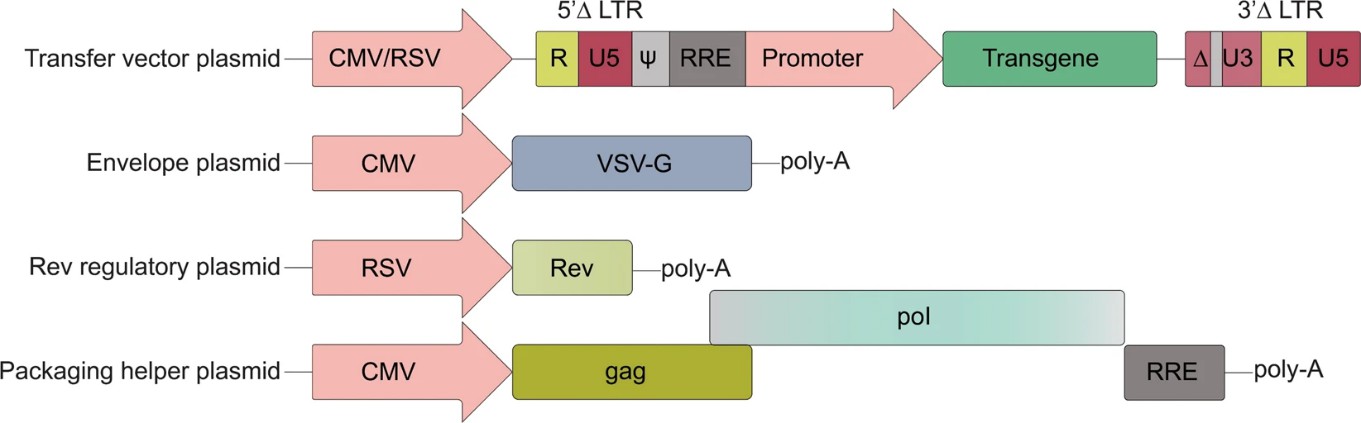 Development of Lentiviral Vectors