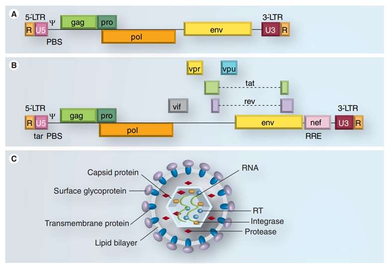 Development of Retroviral Vectors